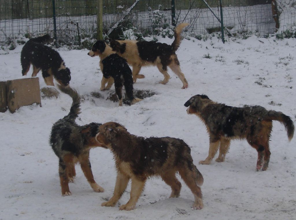 Chiot Berger Australien De L'Exquise Du Bonheur